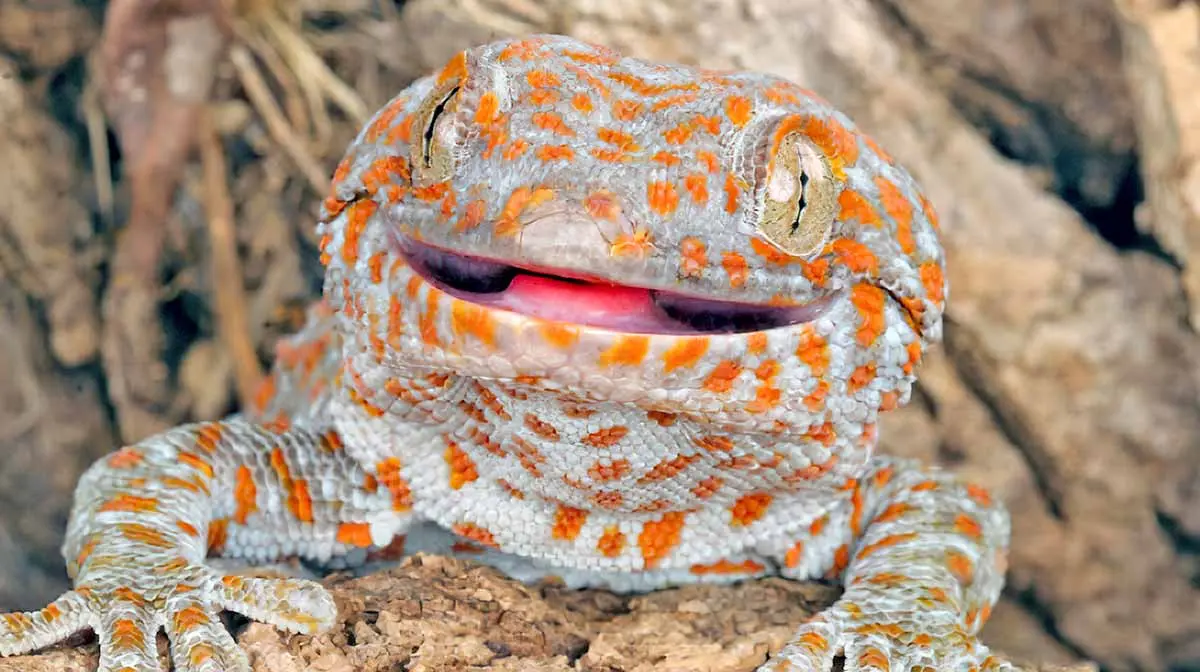 tokay gecko