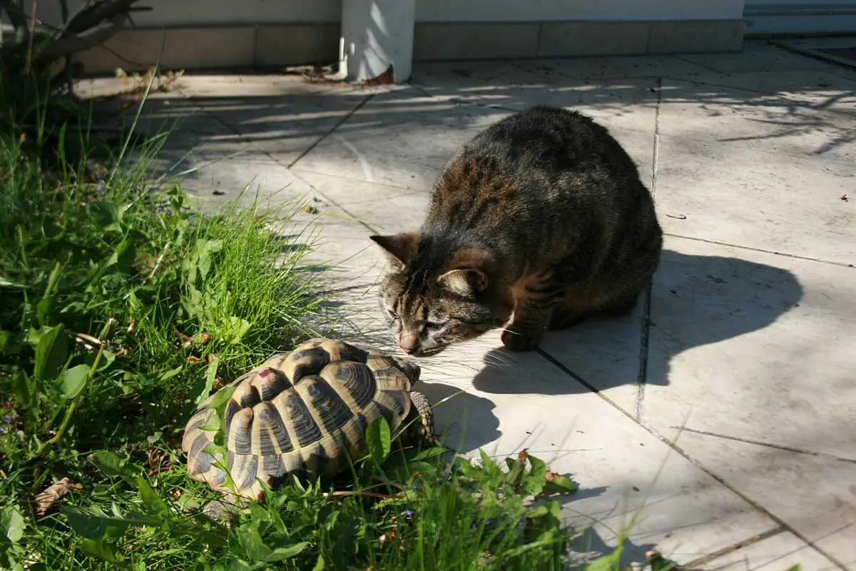 tortoise and cat in wildlife sanctuary