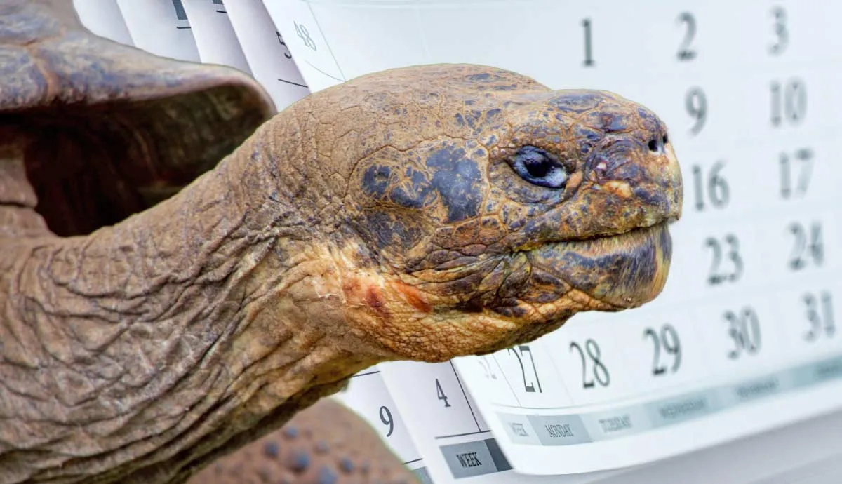 tortoise lifespan how long does a tortoise live