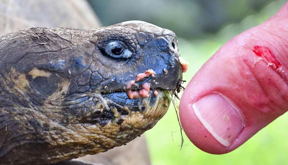 tortoise temperament do these gentle reptiles bite