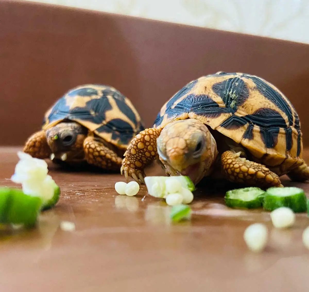 tortoises eating greens