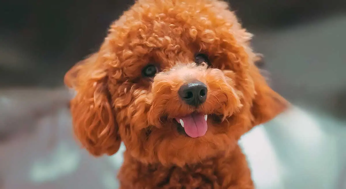 toy poodle