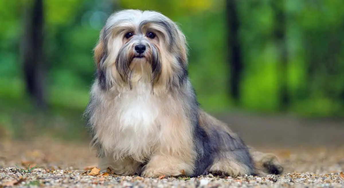 tri colored havanese