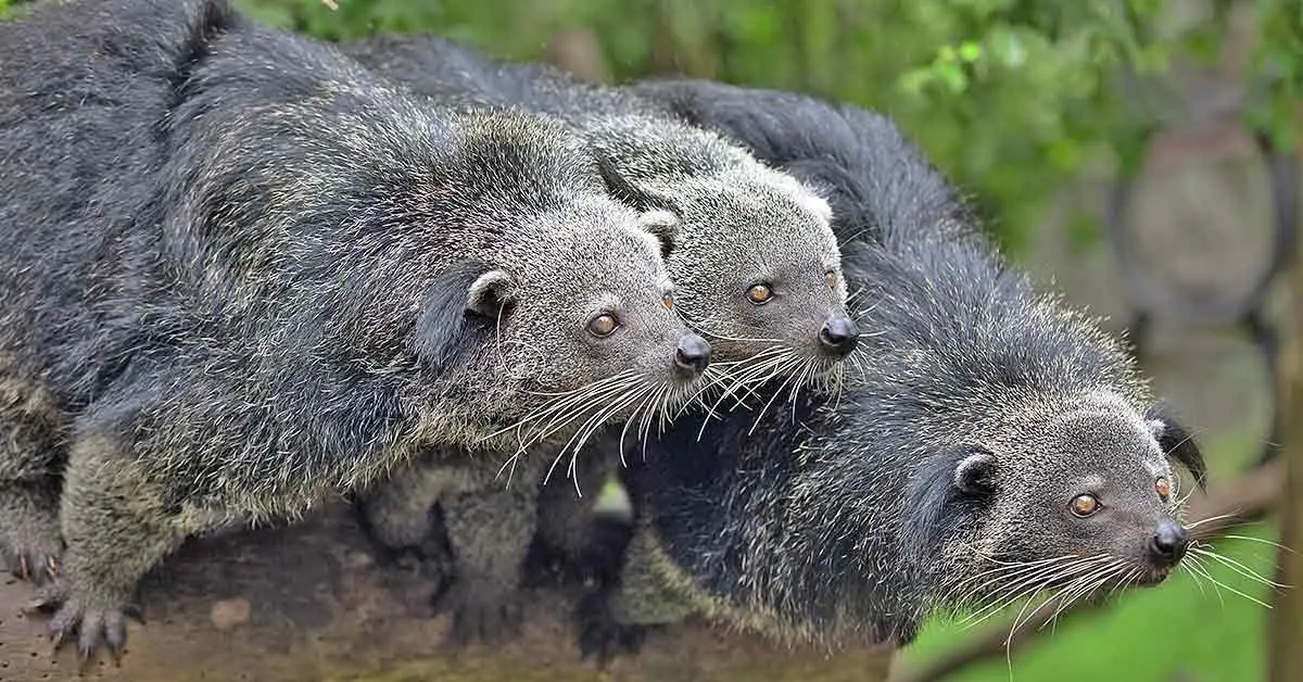 trio of binturongs on a log