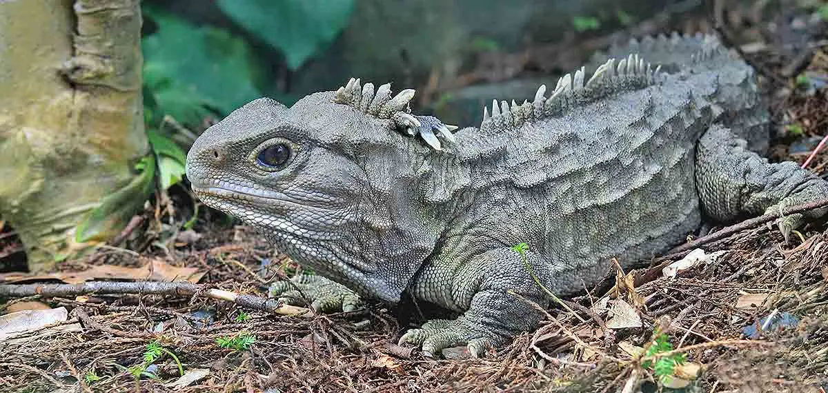 tuatara on forest substrate