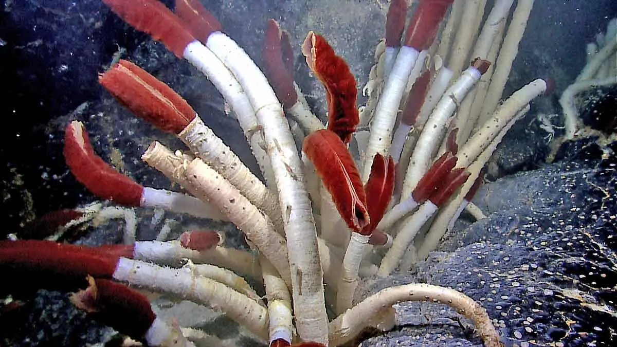 tube worms deep sea