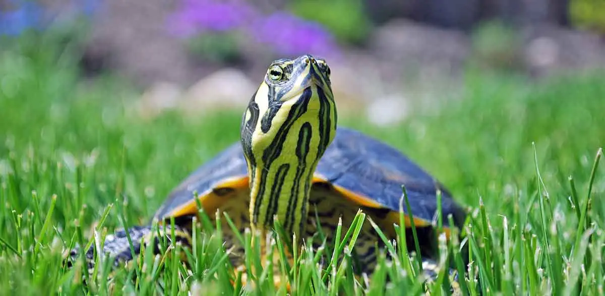 turtle in the grass