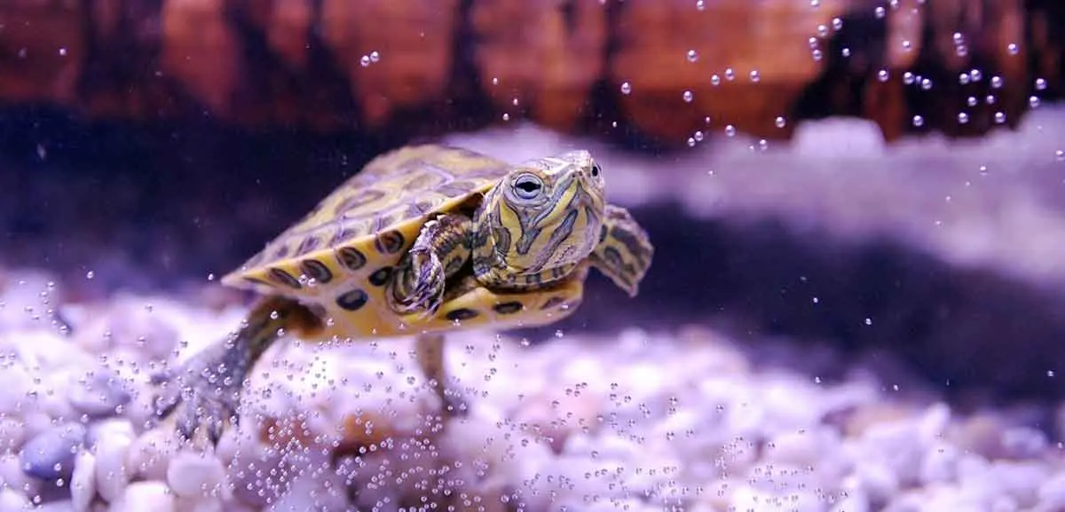 turtle swimming tank