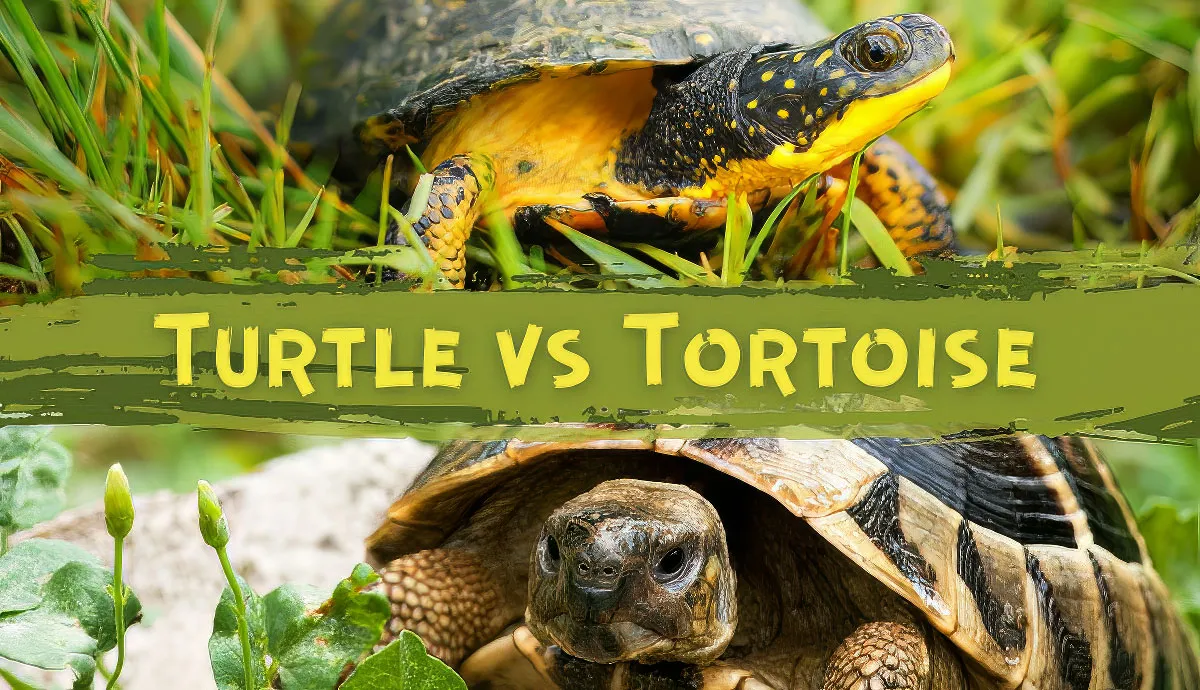 turtle vs tortoise whats the difference