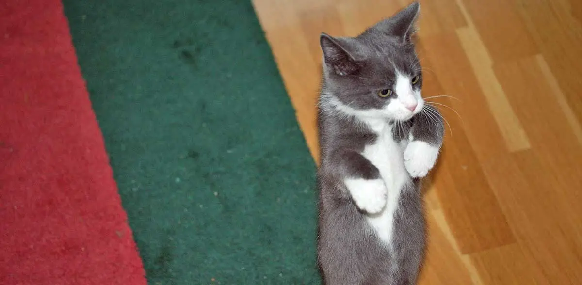 tuxedo kitten on two legs