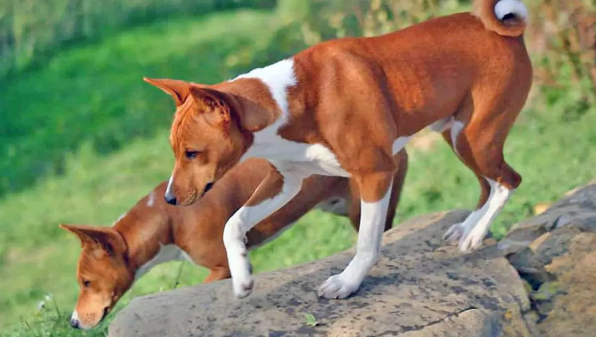 two basenjis exploring on a hill