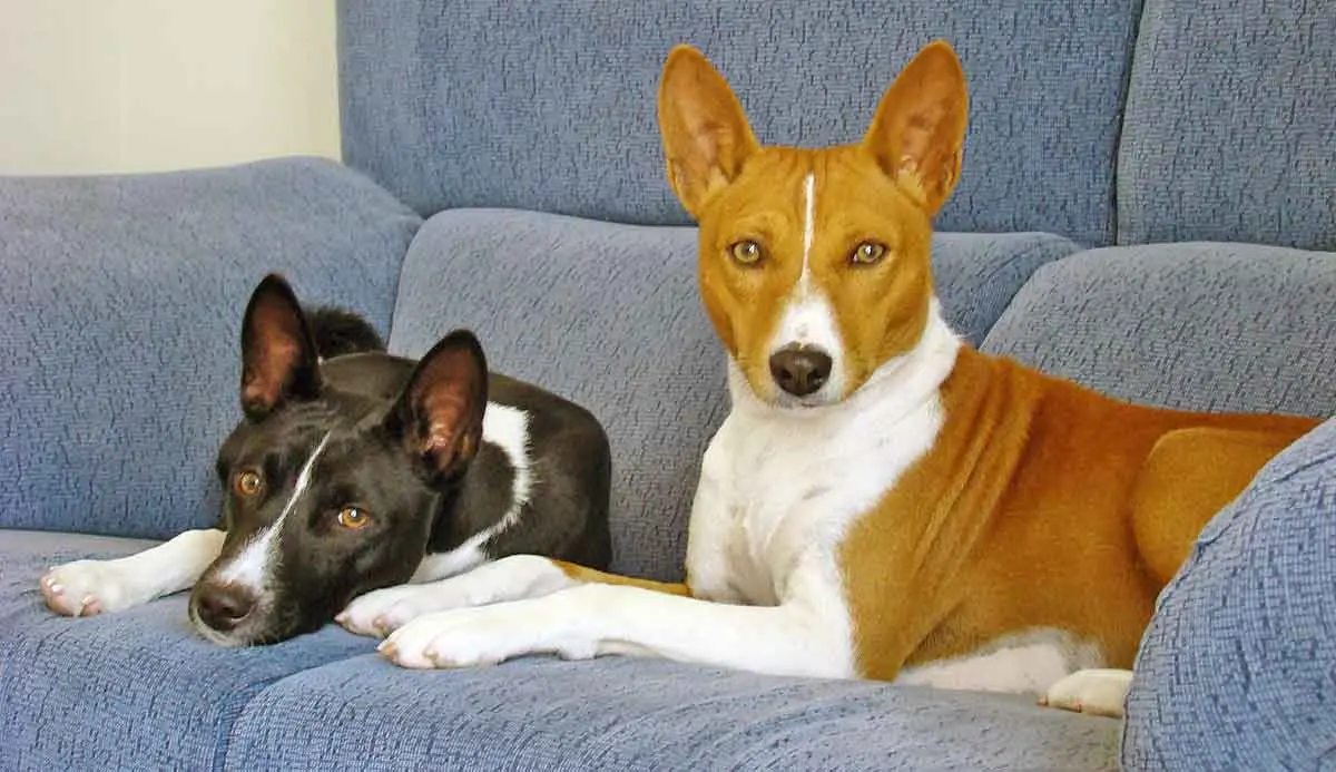 two basenjis on sofa