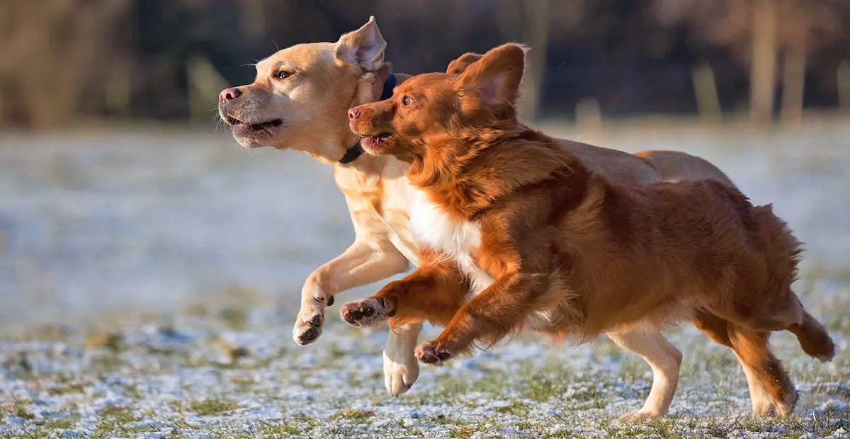 two brown dogs playing side by side