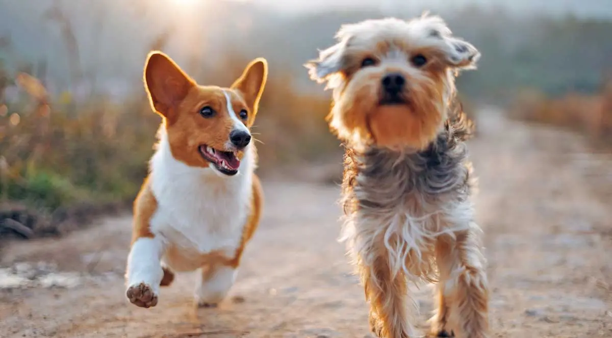 two brown dogs running together