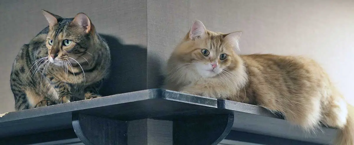 two cats on corner shelf