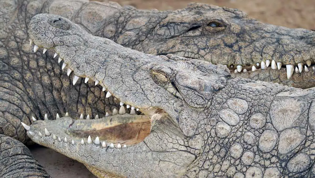 What Do Crocodiles Really Eat PetMojo