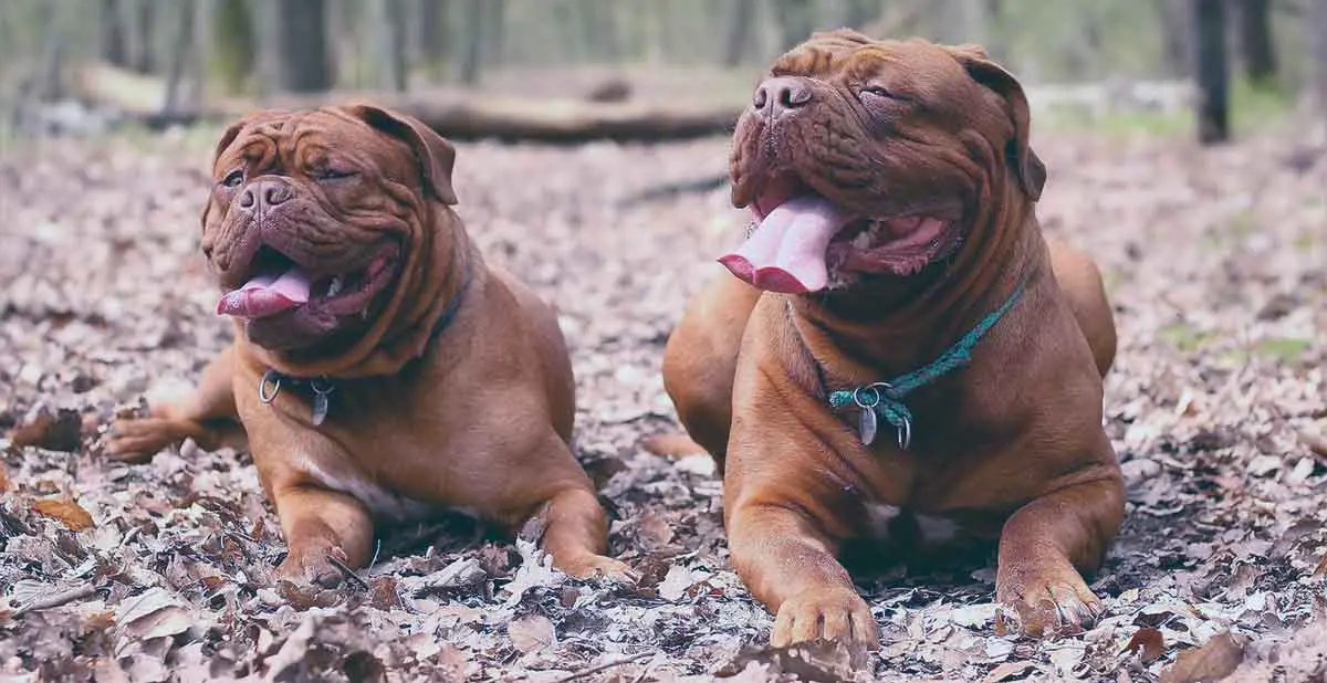 two dog de bordeaux lying on fallen leaves