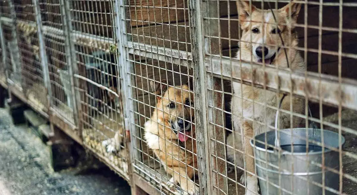 two dogs in cage at shelter