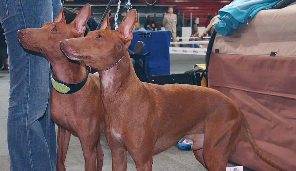 two dogs on a leash