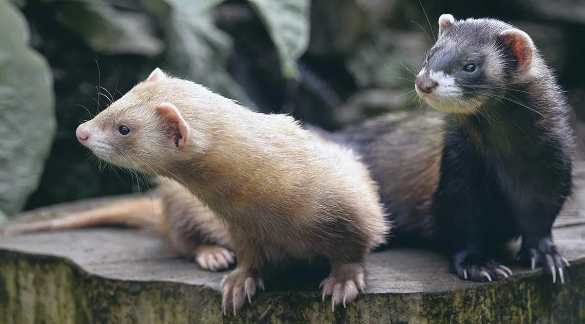two ferrets log