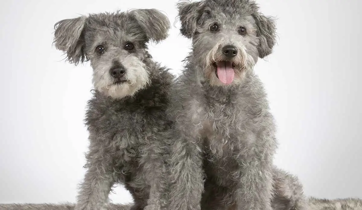 two grey pumi dogs together