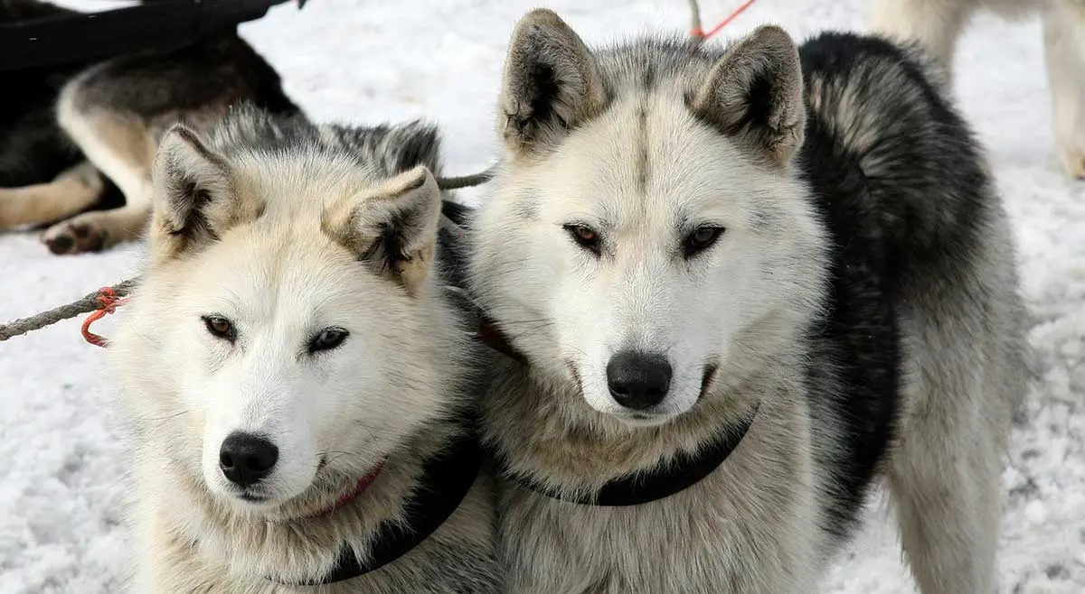 two huskies standing in snow