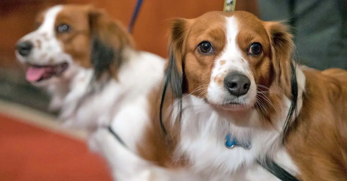 two kooikerhondje dogs at competition