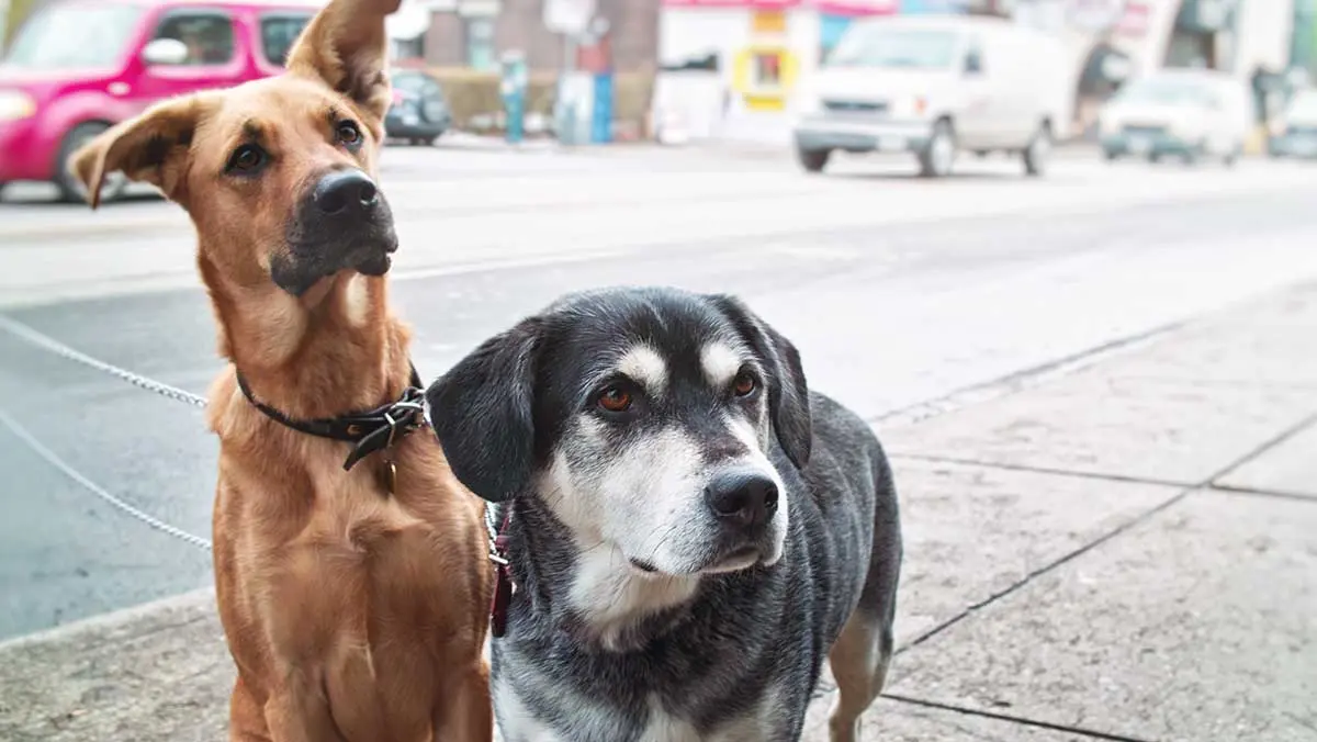 two mixed breeds on walk