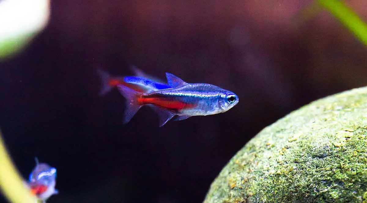two neon tetra fish