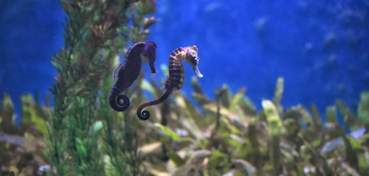two seahorses swimming together