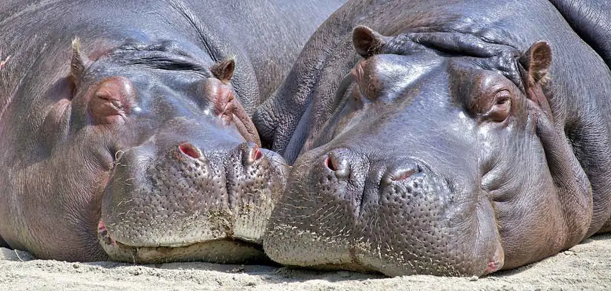 two sleeping hippos