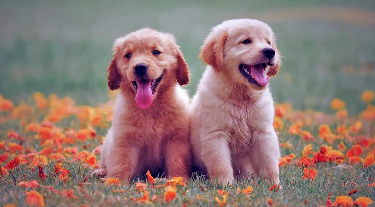 two yellow labrador puppies field