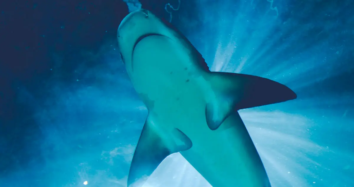 underneath shark underwater close up