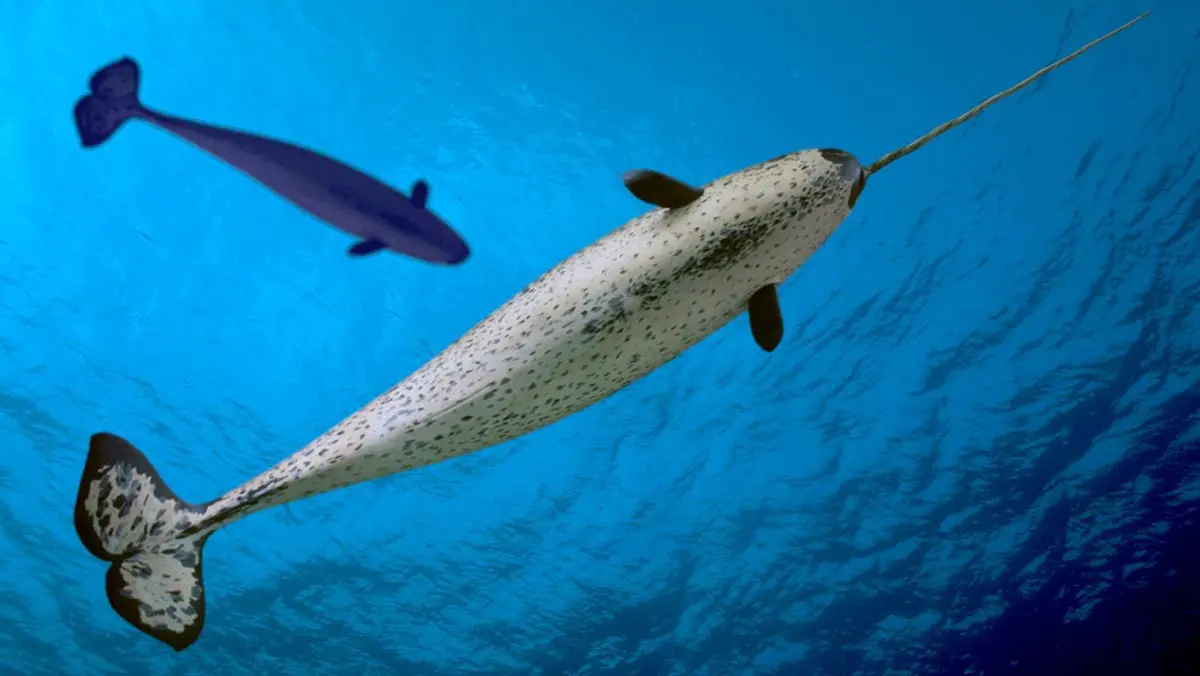 underside of narwhal swimming in ocean