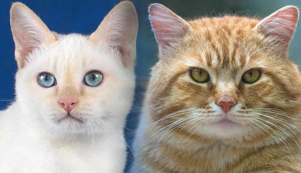 unique bobtail cat breeds