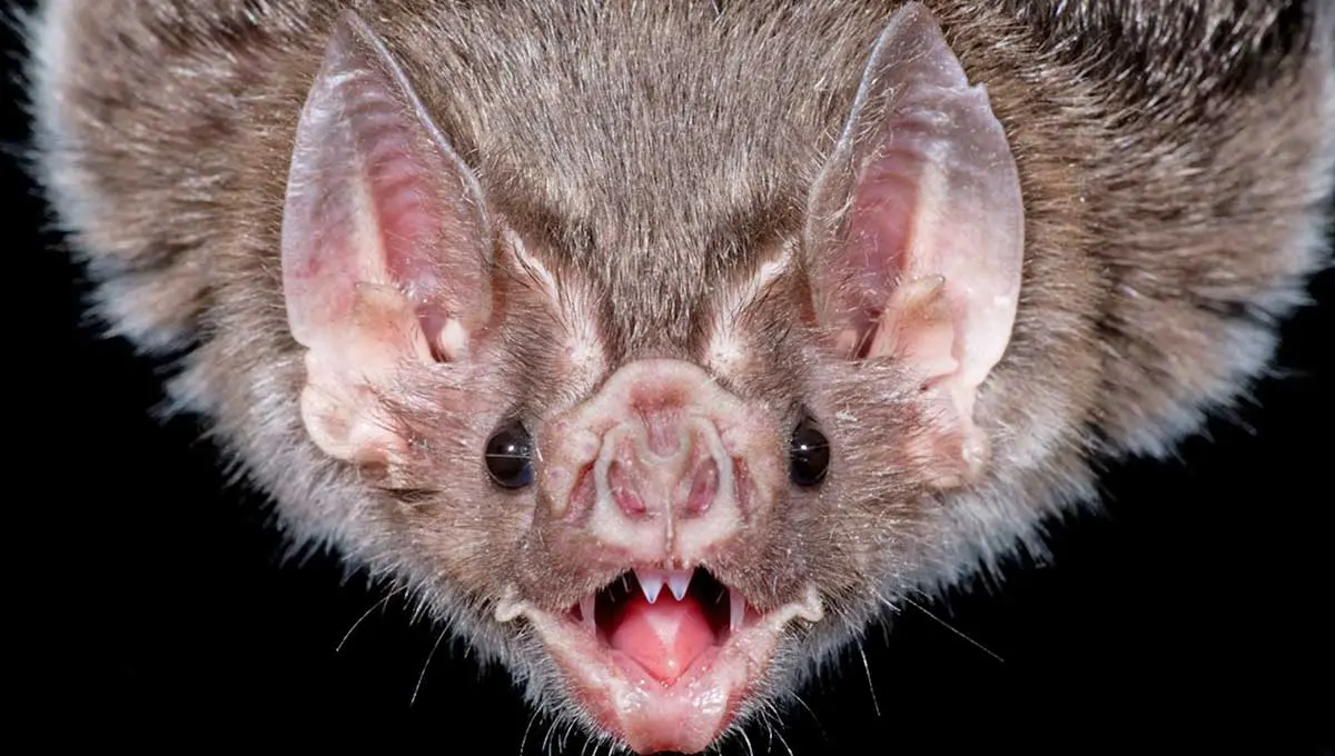 vampire bat