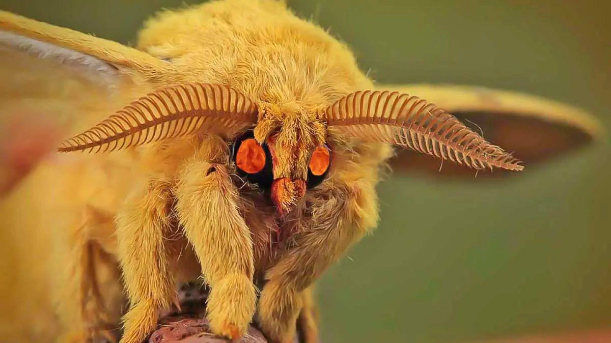 vampire moth