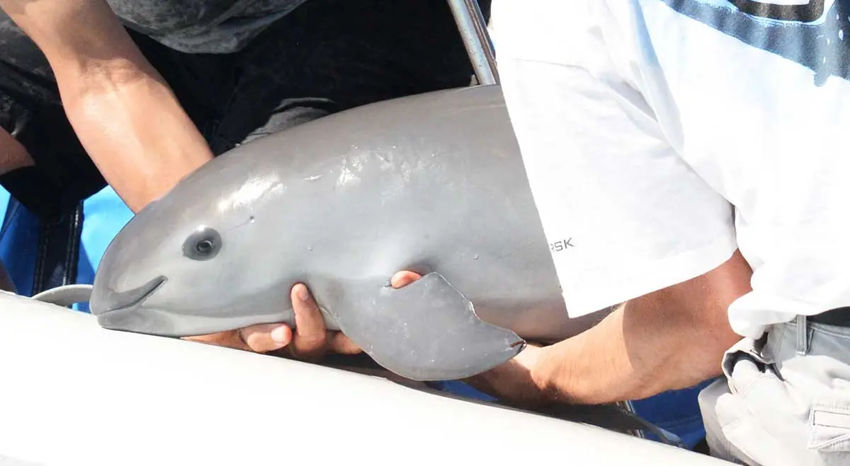 vaquita rescue