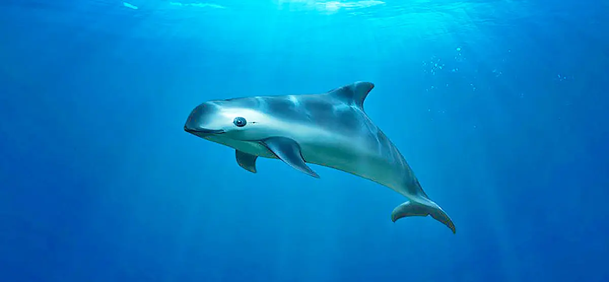 vaquita