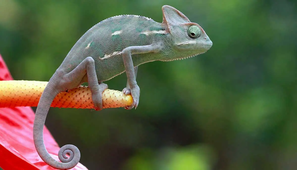 veiled chameleon