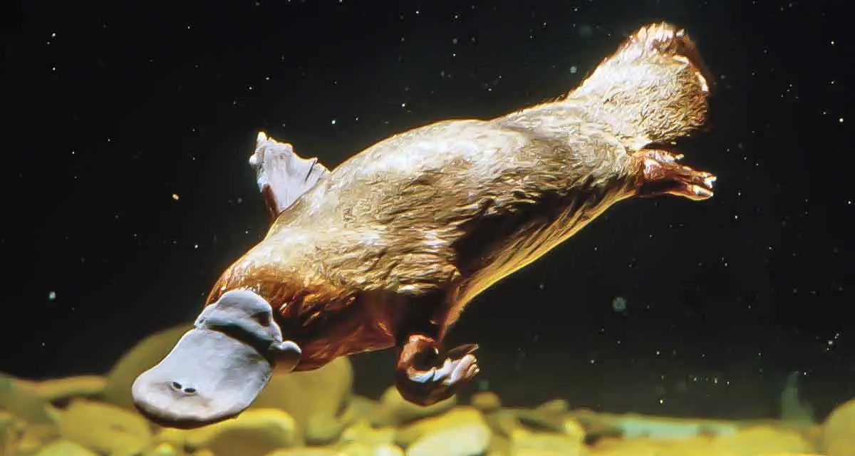 venomous duck billed platypus