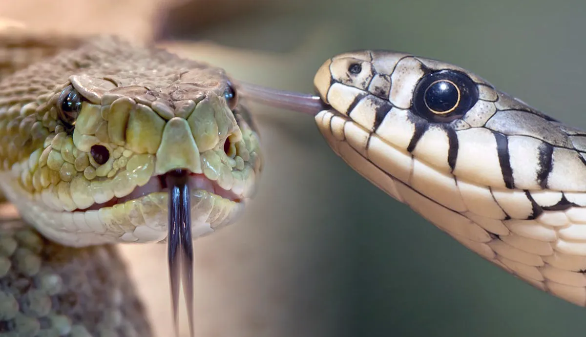 venomous vs non venomous snakes how to tell