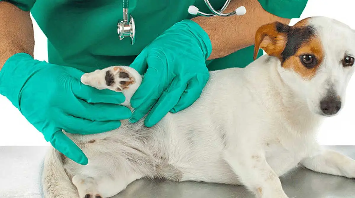 vet examining dog leg