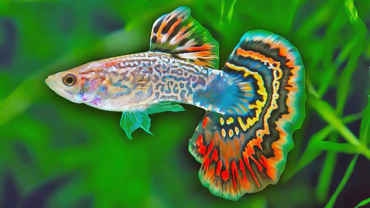 vibrant guppy in aquarium