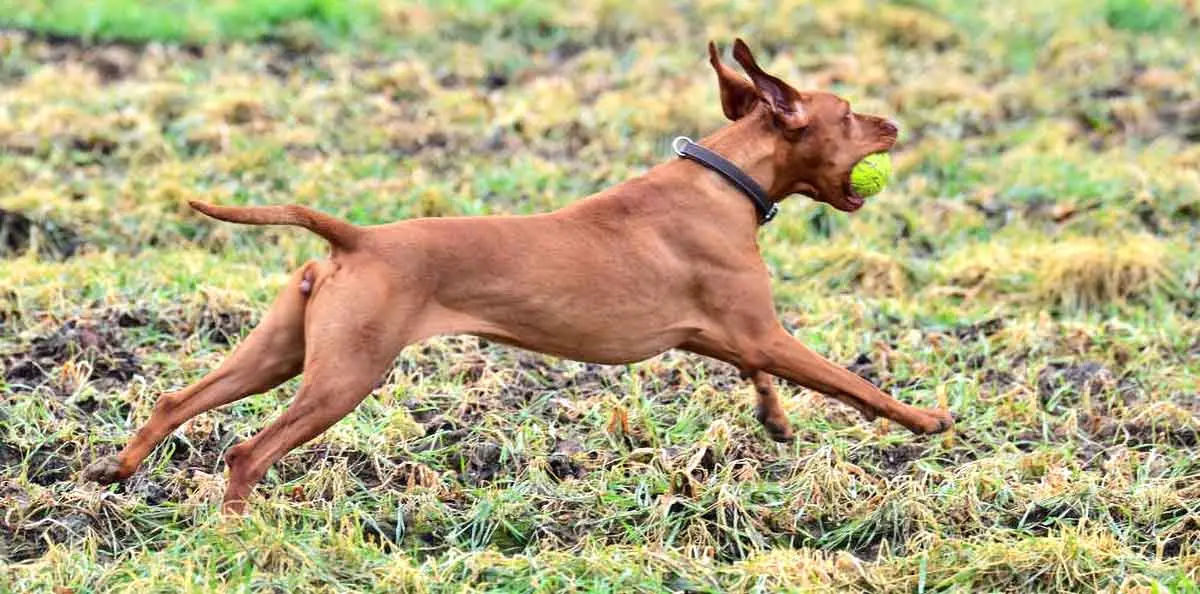 vizsla running with ball