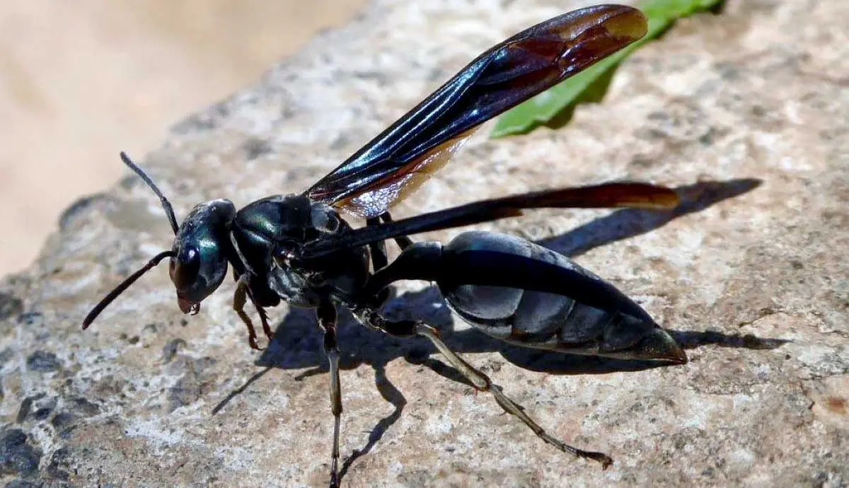 warrior wasp