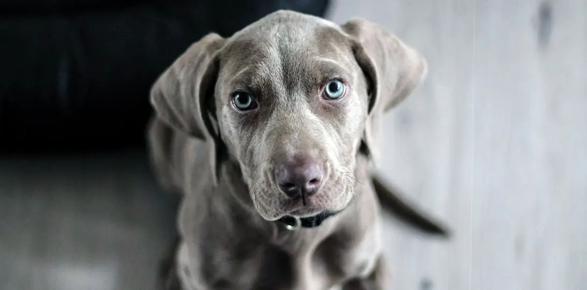 weimaraner puppy