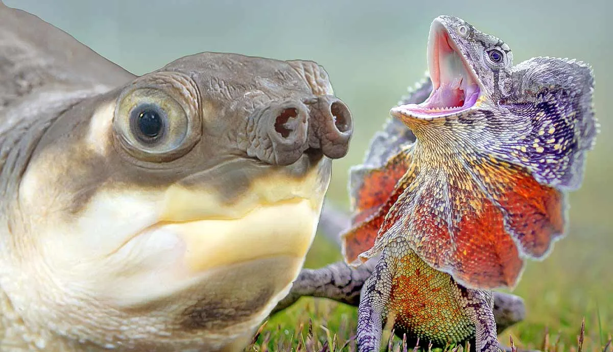 weirdest reptiles