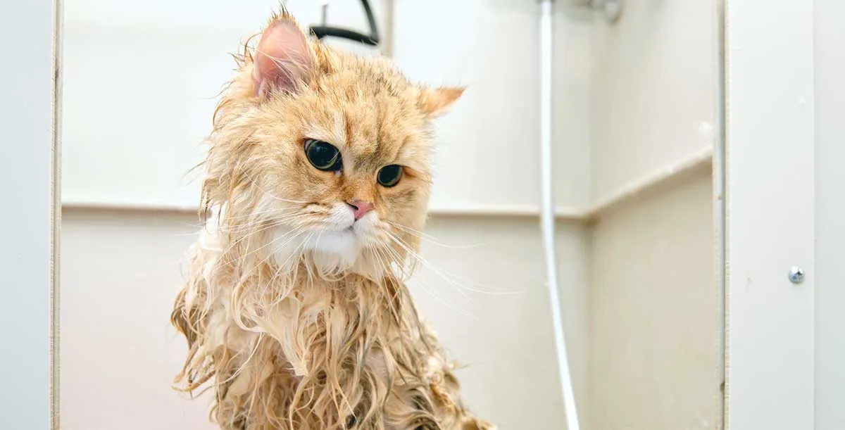 wet orange cat bath