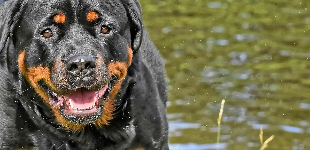 wet rottweiler